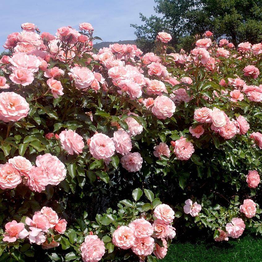 Как выращивать розы в ящиках на садовом участке? нюансы разведения +видео
