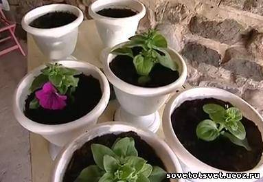 Выращиваем петунию в кашпо — базовые правила, о которых нельзя забывать