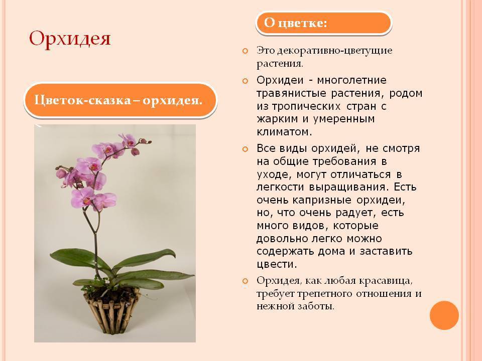 Орхидеи уход - как правильно ухаживать за орхидеей - советы от специалистов студии фитодизайна флорен
