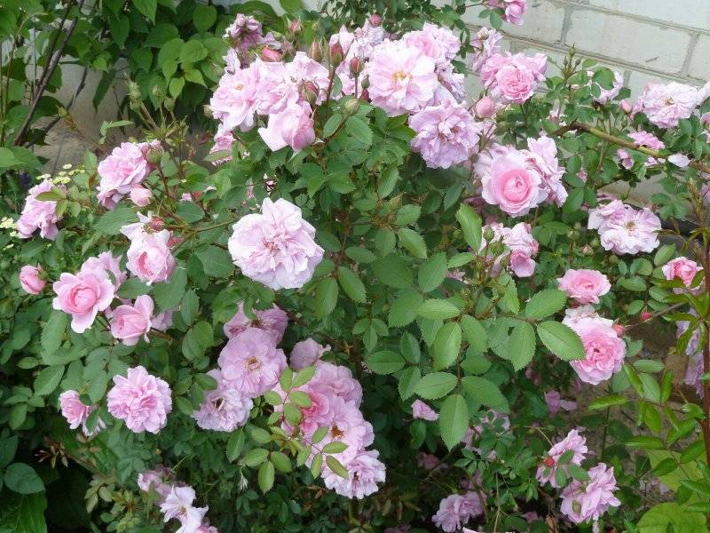 О розе martin frobisher: описание и характеристики сорта канадской парковой розы