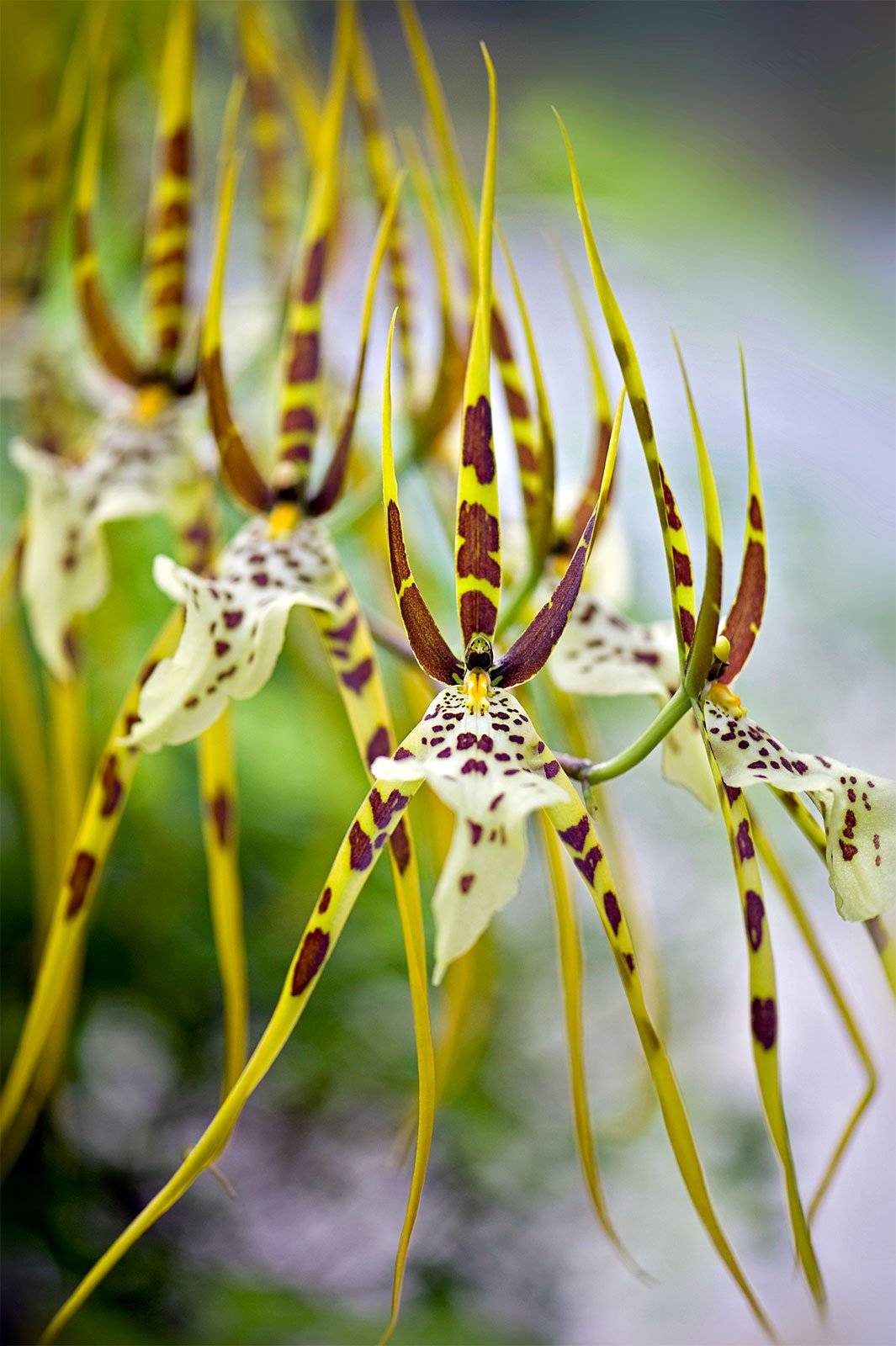 Выращиваем орхидею брассию — советы опытных флористов