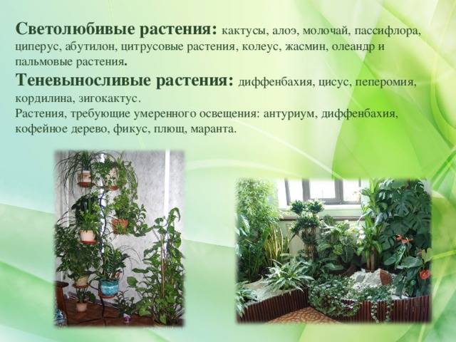 *§ 5—1. экологические группы растений по отношению к световому режиму среды обитания