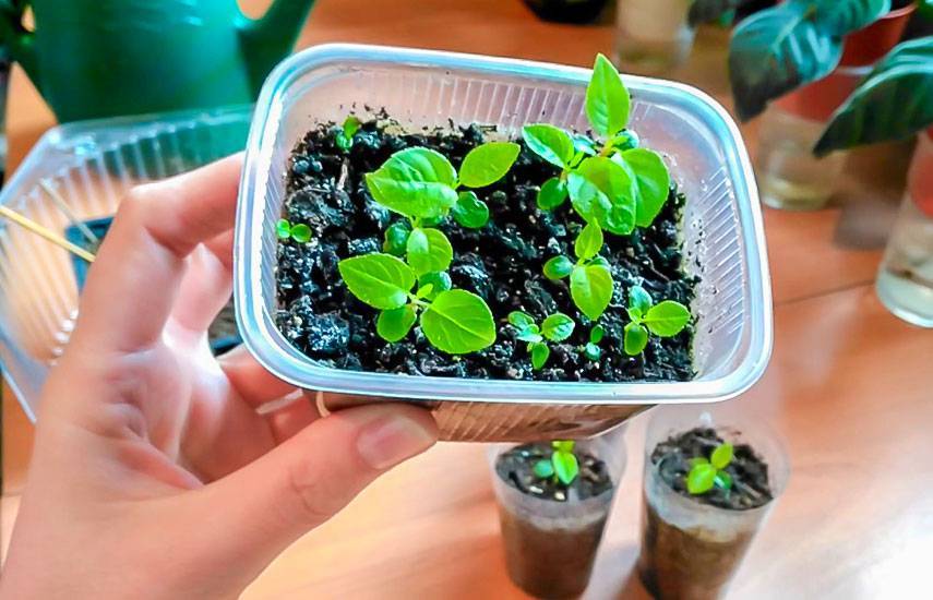 Как вырастить киви из семян в домашних условиях и открытом грунте