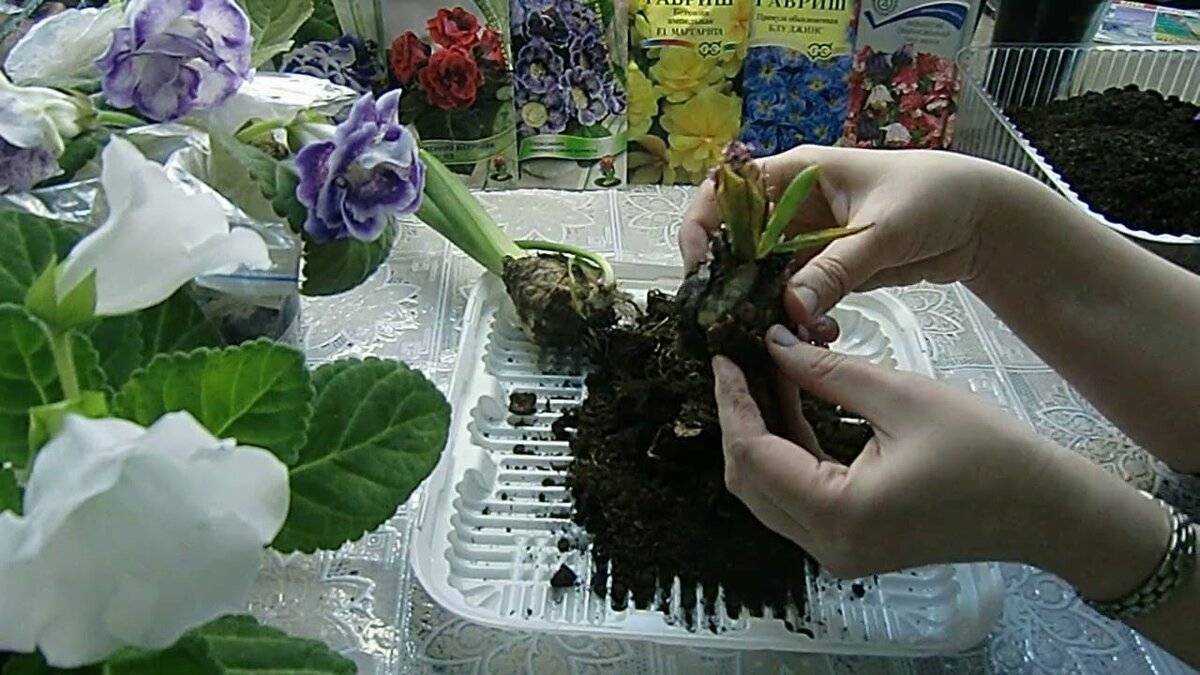 Глоксиния: посадка клубня после зимнего покоя, секреты ухода и выращивания цветка