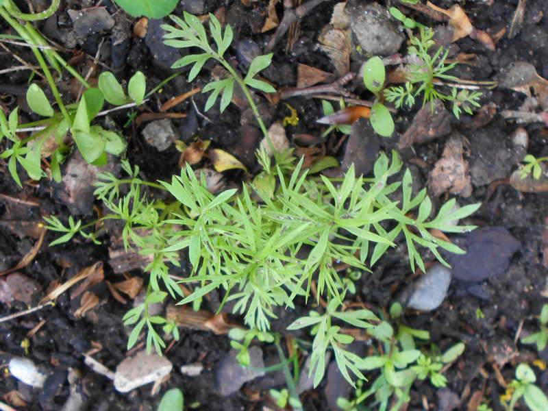 Нигелла дамасская: выращивание из семян рассадным и безрассадным методом