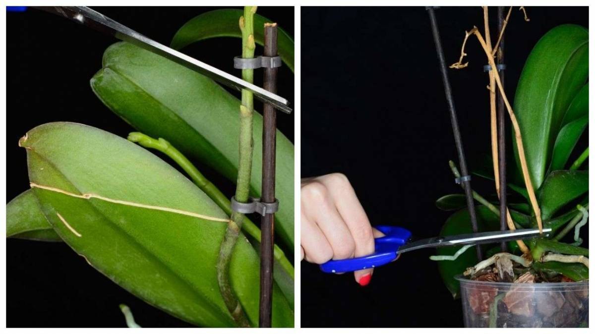Обрезка листьев, цветоносов орхидеи перед цветением и после: как и когда правильно делать