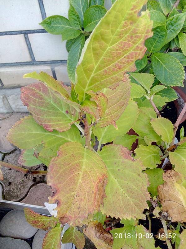 Почему желтеют листья у гортензии и что делать с растением: причины и решение проблемы