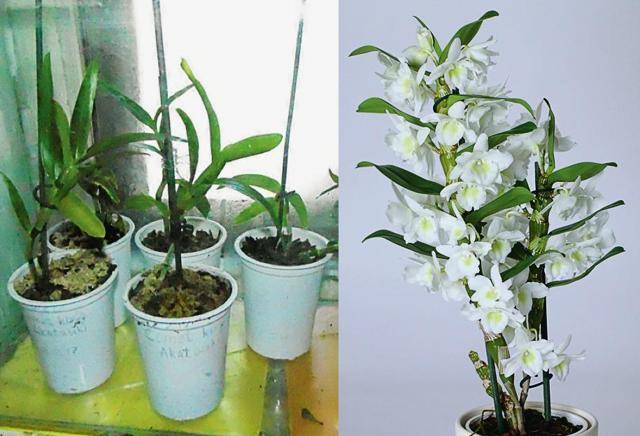 Орхидея дендробиум уход в домашних условиях: как ухаживать за цветком