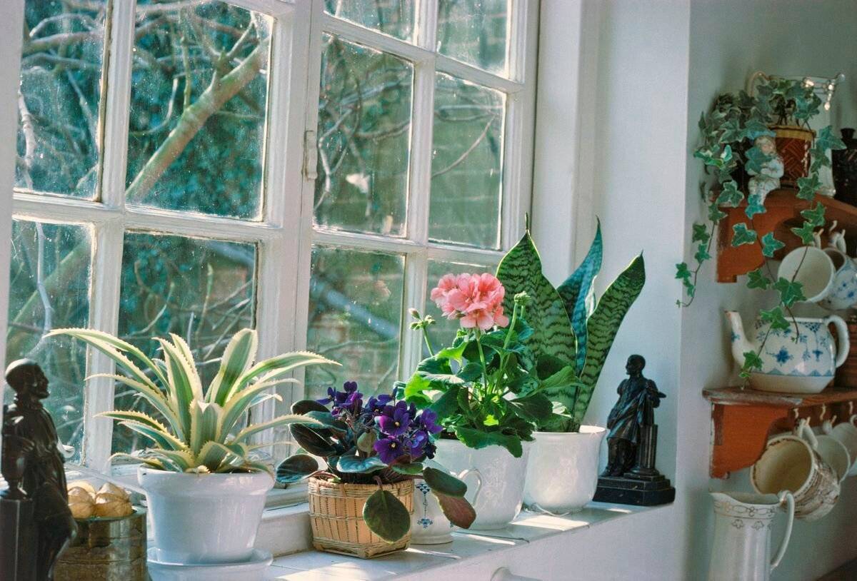 Цветы для северной стороны - список лучших растений на северное окно
