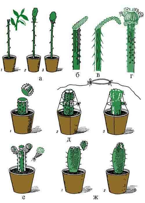 Как посадить кактус без корней в горшки правильно в домашних условиях