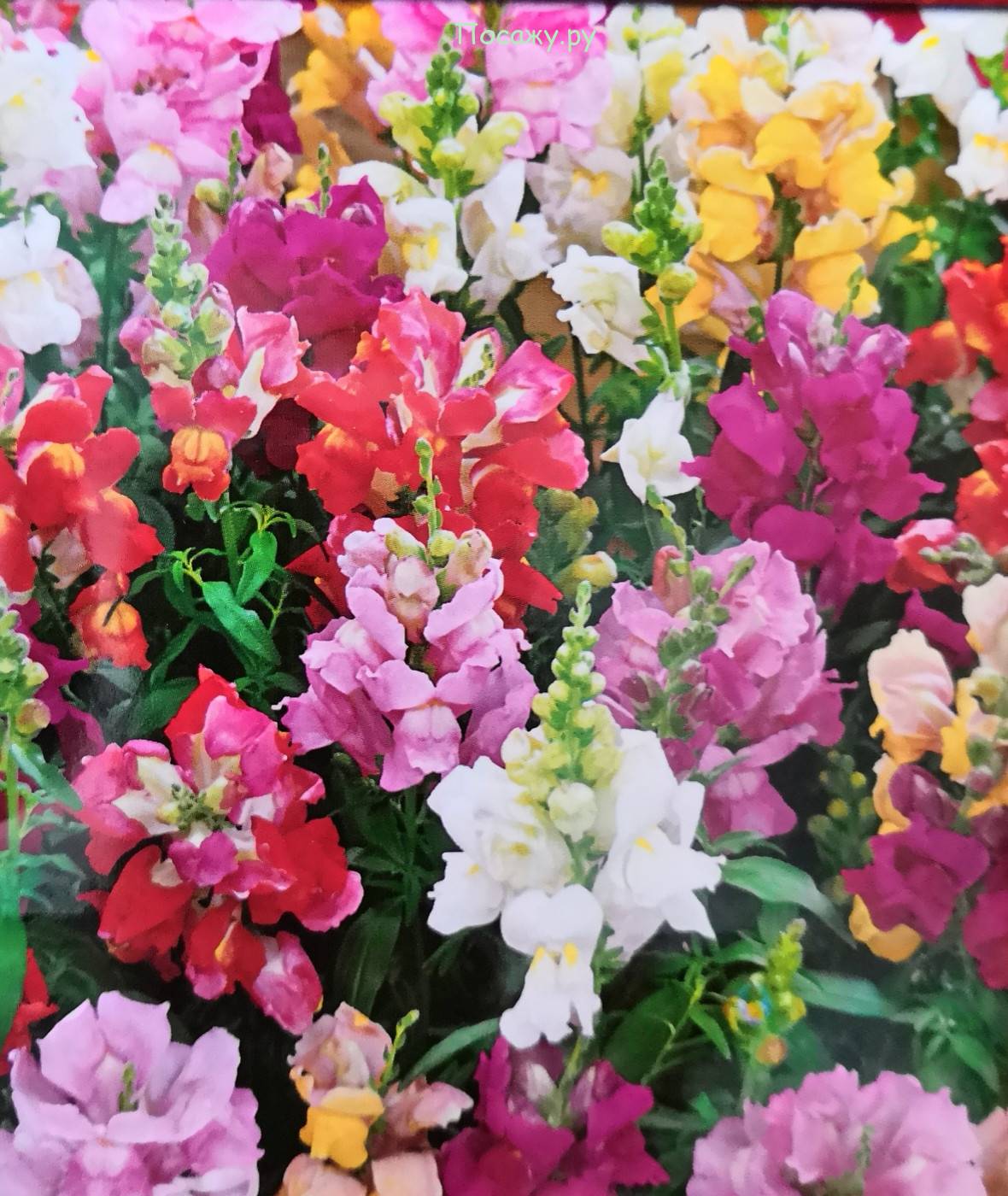 Антирринум: посадка и уход в открытом грунте, выращивание из семян, фото цветка