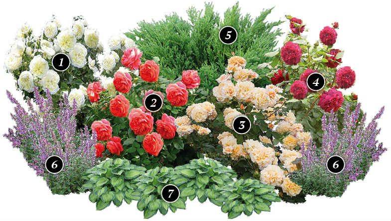 Цветок пион: описание, разновидности, особенности выращивания. что посадить рядом с пионами на клумбе - sadovnikam.ru