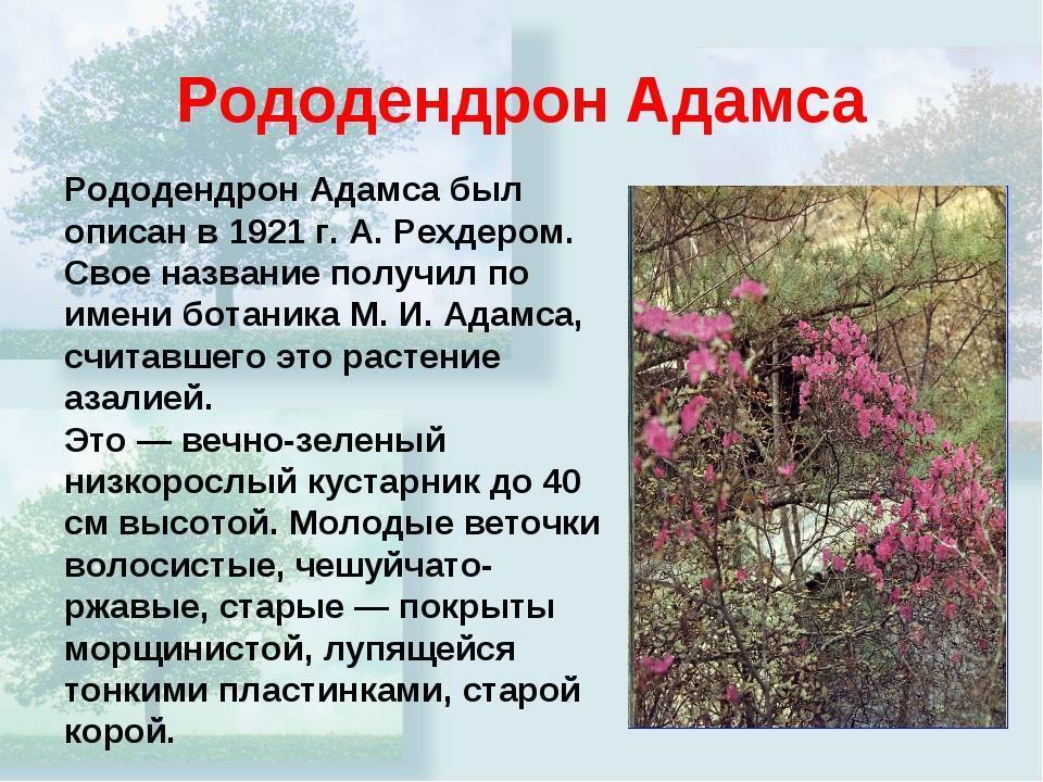 Рододендрон: посадка и уход в открытом грунте, виды и сорта, фото