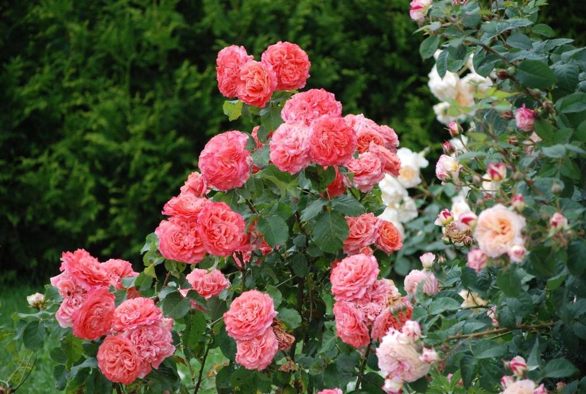 Сорта кустовой розы гийо - дачная жизнь