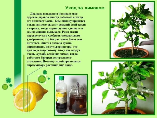 Венерин башмачок: особенности выращивания, правильного полива и пересадки