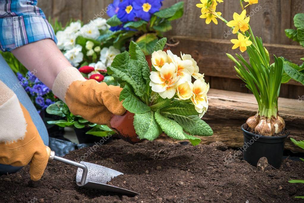 Гербера садовая: особенности посадки и ухода