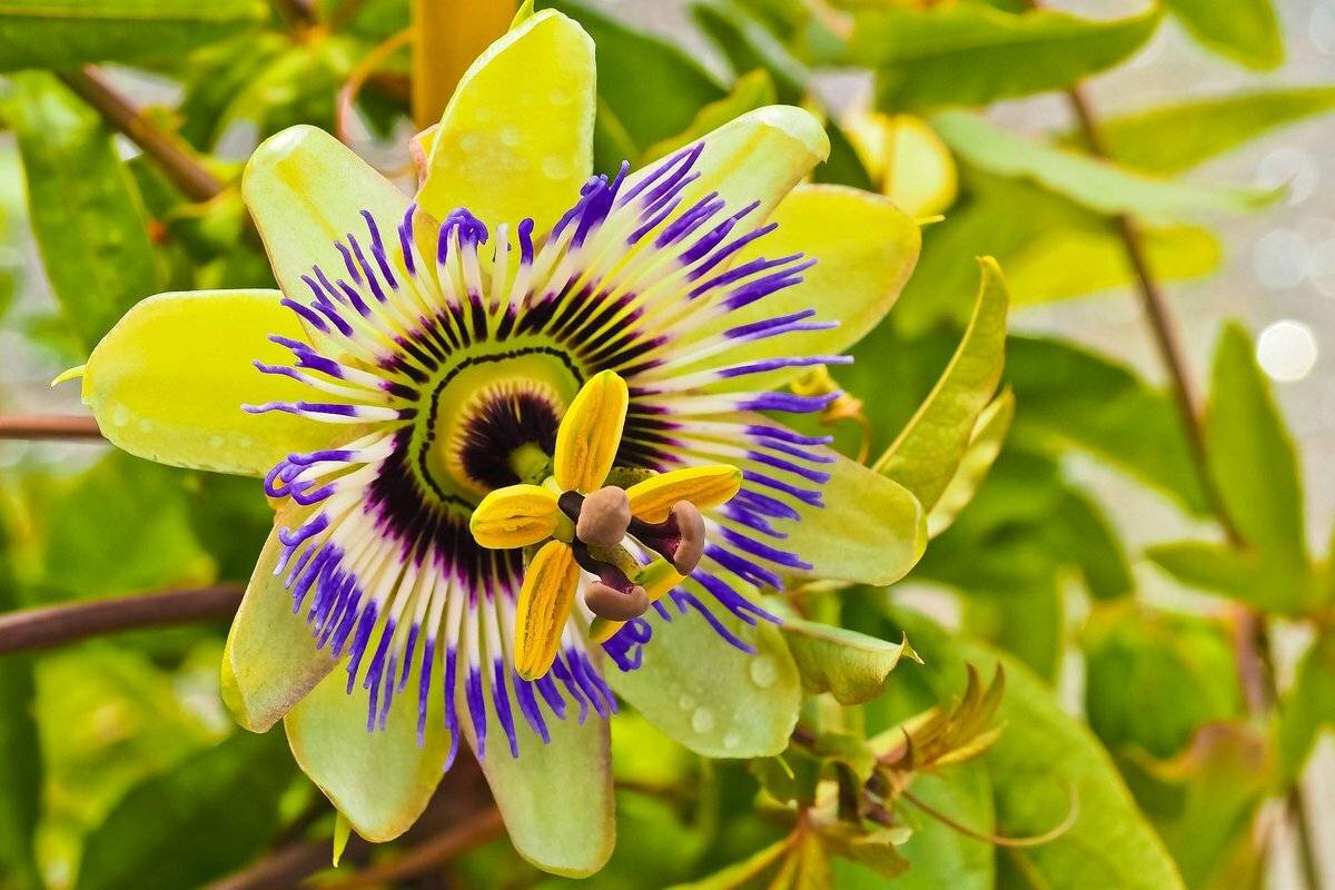 Пассифлора (страстоцвет): уход в домашних условиях, описание и фото растения разных видов