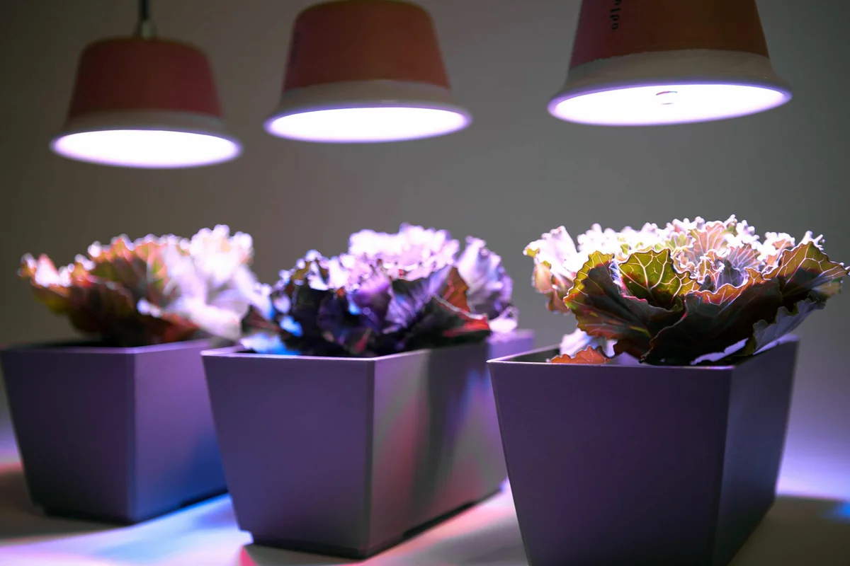 Какие выбрать лампы для растений - обзор вариантов