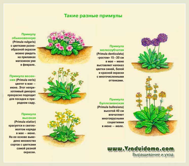 Примула: описание, сорта для домашнего выращивания из семян, соблюдение правил выращивания и ухода (50+ фото & видео) +отзывы