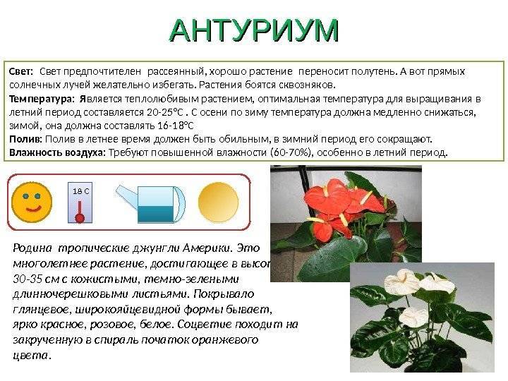 Комнатное растение антуриум - как ухаживать в домашних условиях, размножение, пересадка, виды и болезни