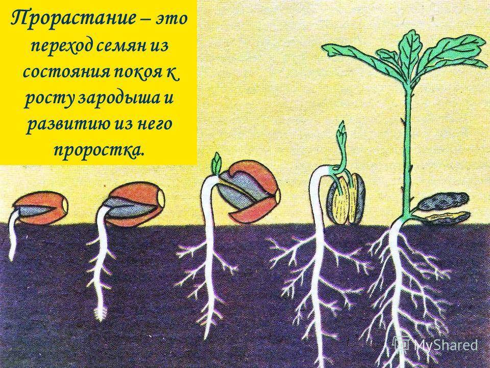 Что растениям нужно для роста картинки