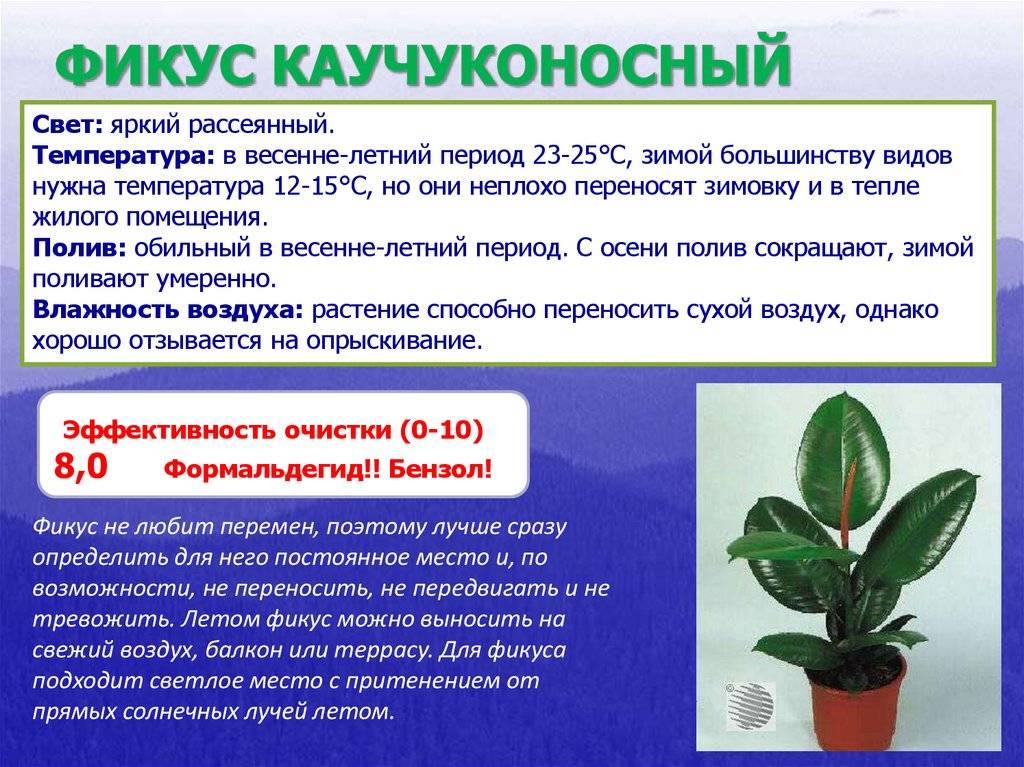 Разновидности фикусов - 140 фото и видео инструкция по уходу за комнатными растениями