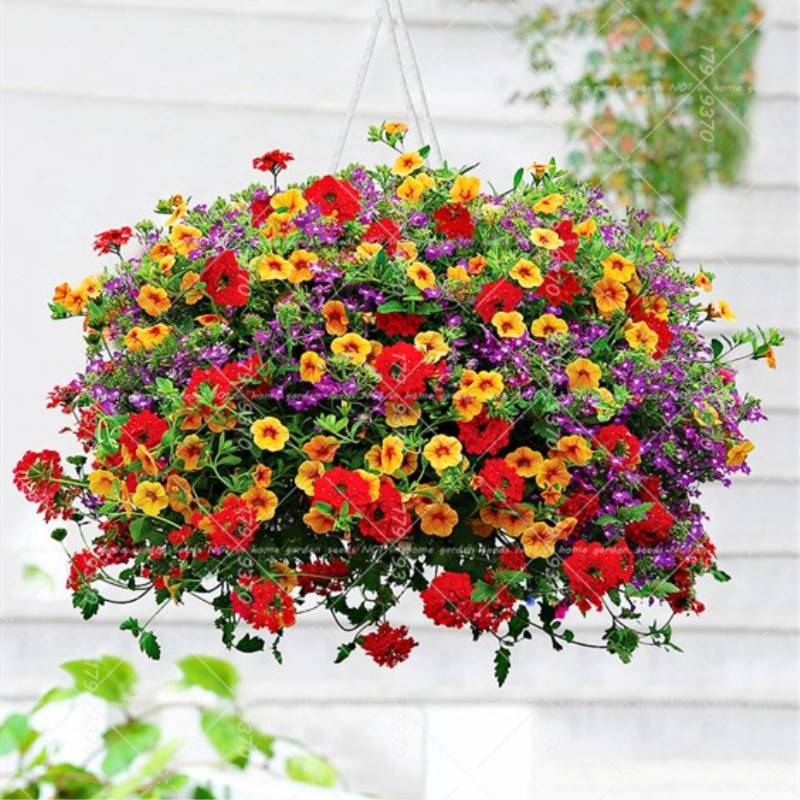 Топ-10 цветов для контейнеров, или что посадить в горшки, чтобы красиво было все лето