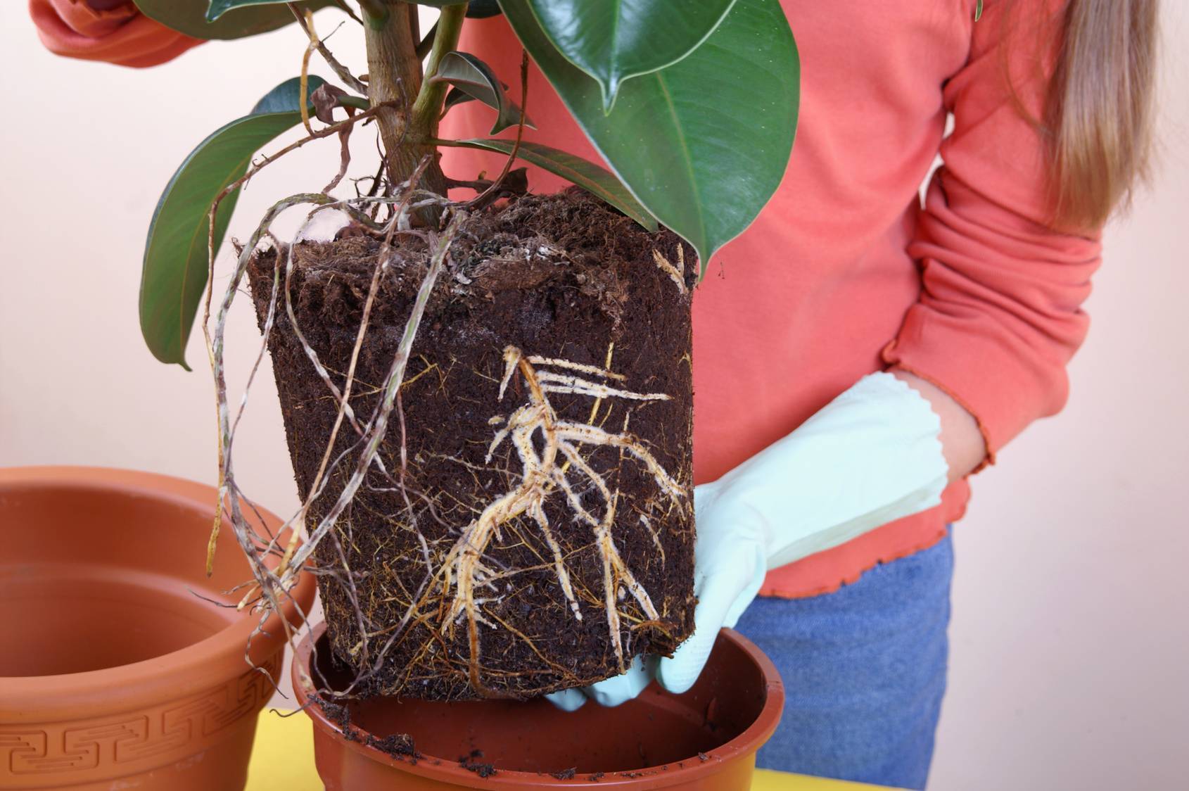 Часто ли нужно пересаживать фикус бенджамина? как правильно посадить растение?