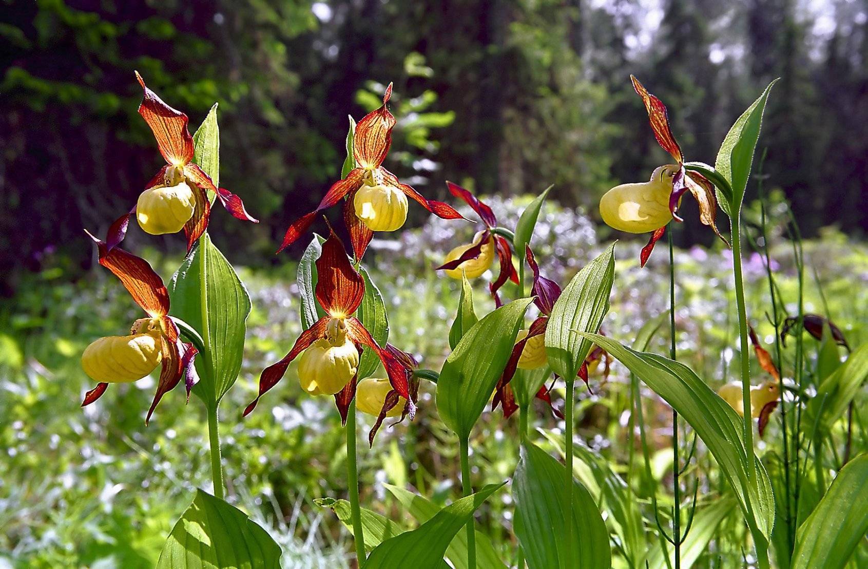 Почему не цветет орхидея венерин башмачок