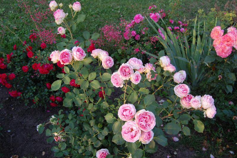 Английская чайно-гибридная роза шраб first lady (ферст леди) - советы дачнику