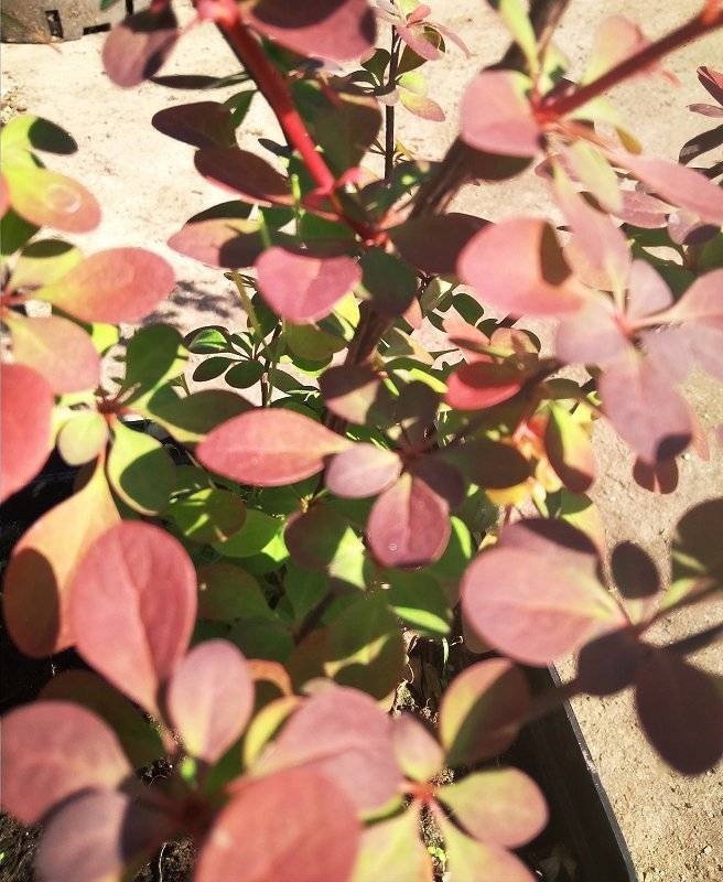Агротехника выращивания барбариса роуз глоу (rose glow) в открытом грунте: как ухаживать