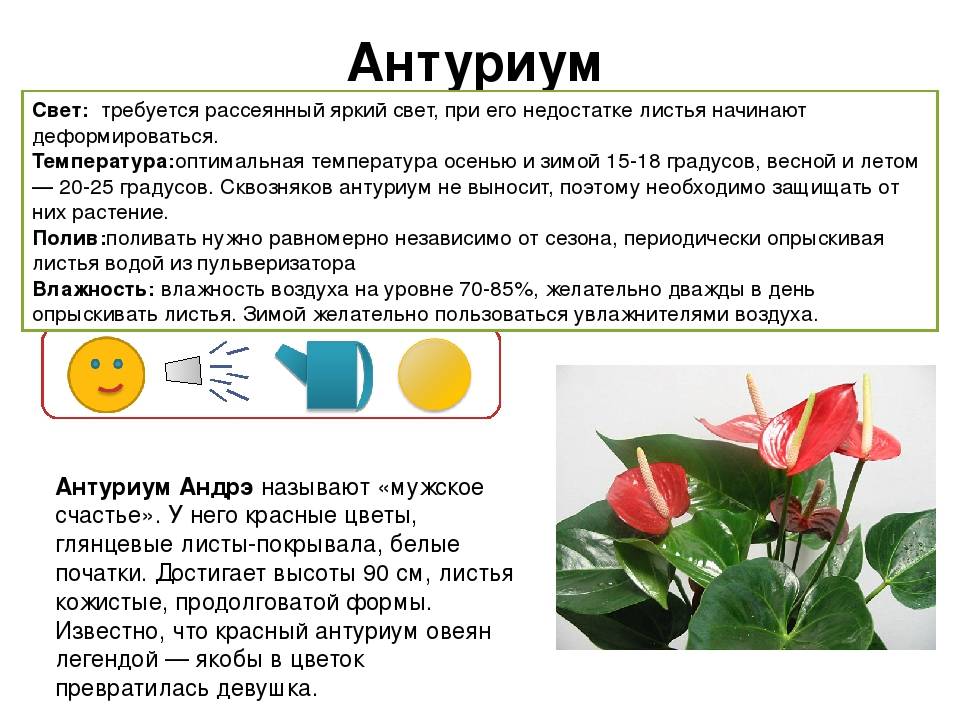 Цветок спатифиллум, уход в домашних условиях: пересадка, полив и размножение - handskill.ru