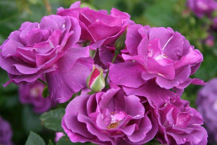 Сорт розы блю мун (голубая луна): описание цветов необычного цвета, фото, отзывы садоводов, агротехника выращивания, посадка и уход