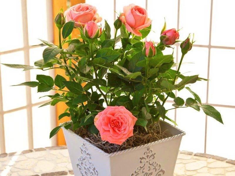 Примета - количество роз для подарка в букете и значение цвета
