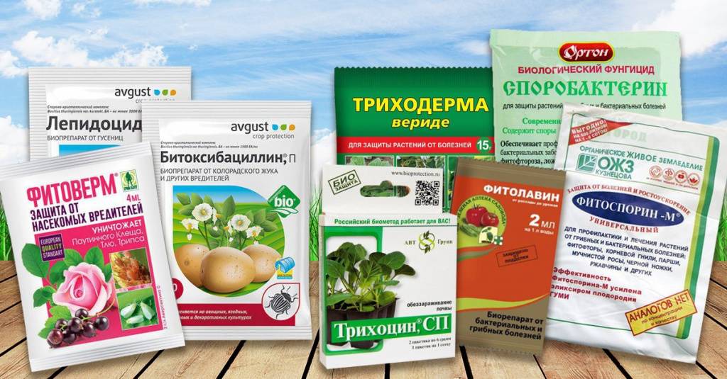 Удобрение из крапивы: польза зелёной подкормки, рецепты настоя для огурцов и других растений