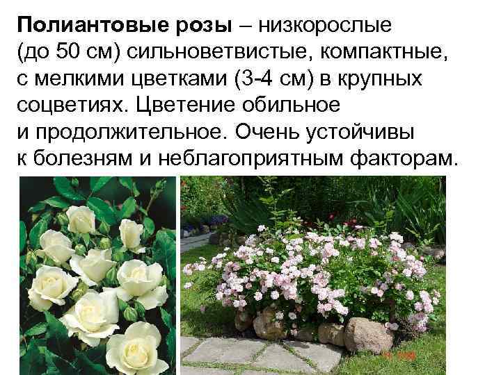 Роза грандифлора: что это такое, а также описание сортов и их фото, сравнительная таблица с другими видами растения, уход за цветком