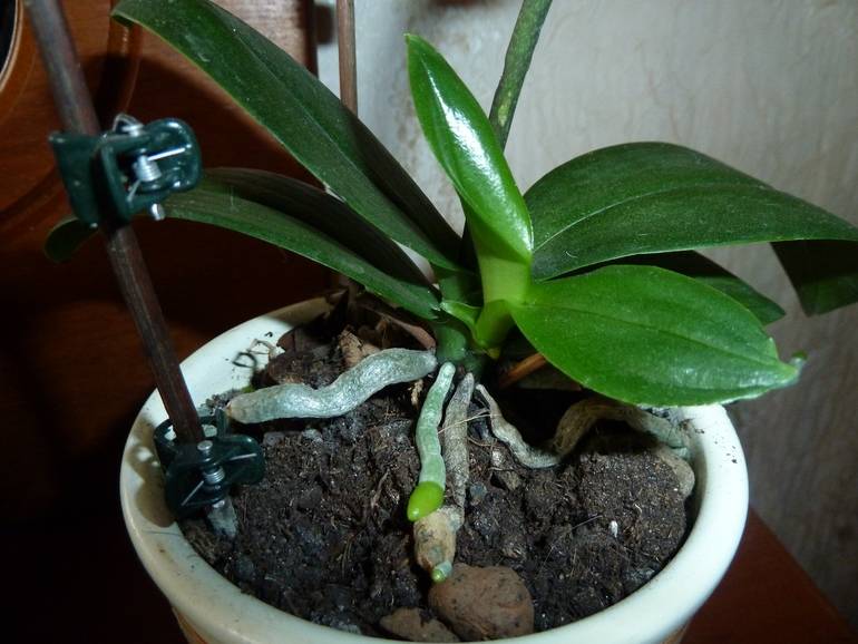 Отростки орхидеи: как выглядят детки и что с ними делать, где растение может дать росток - на стебле, на листьях и не только, как отсадить отросток | сортовед