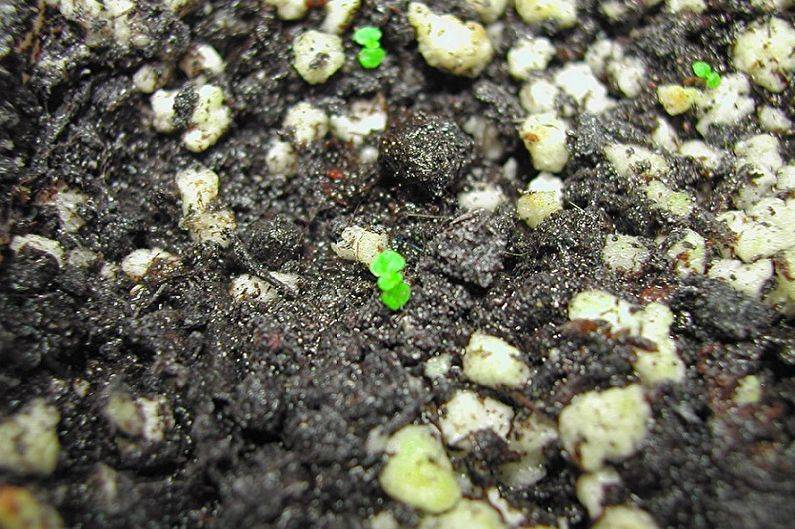 Глоксиния - тонкости выращивания из семян в домашних условиях | огородник