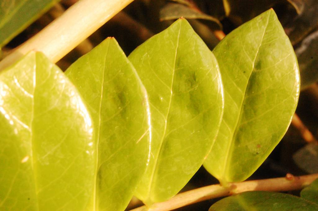 7 причин, почему у замиокулькаса желтеют листья и что делать, как спасти долларовое дерево
