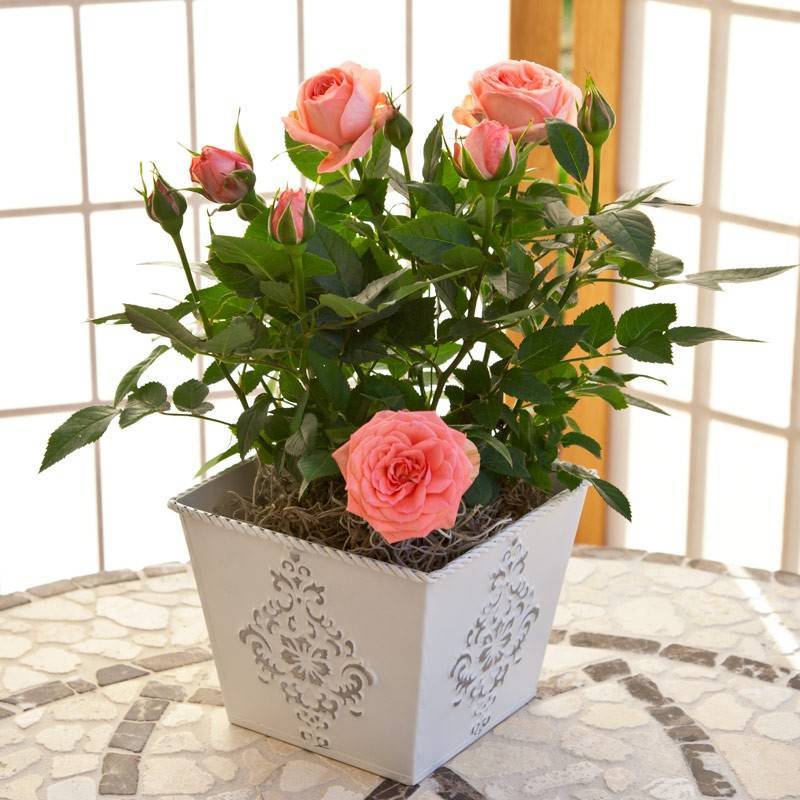 Можно ли дома держать китайскую розу - все приметы и суеверия ( почему говорят, что ее нельзя содержать в квартире)