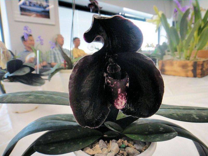 Великолепный черный фаленопсис: фото и названия сортов