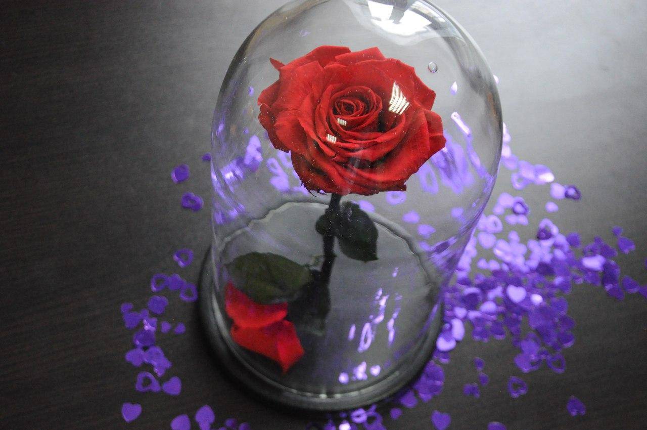 Неувядающие цветы в стекле? это новая реальность!