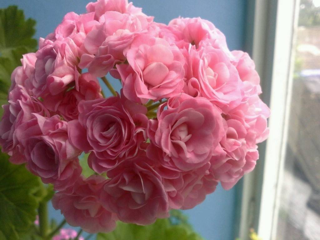 Розебудная пеларгония (герань розоцветная): сорта на фото, правила ухода за растением в домашних условиях
