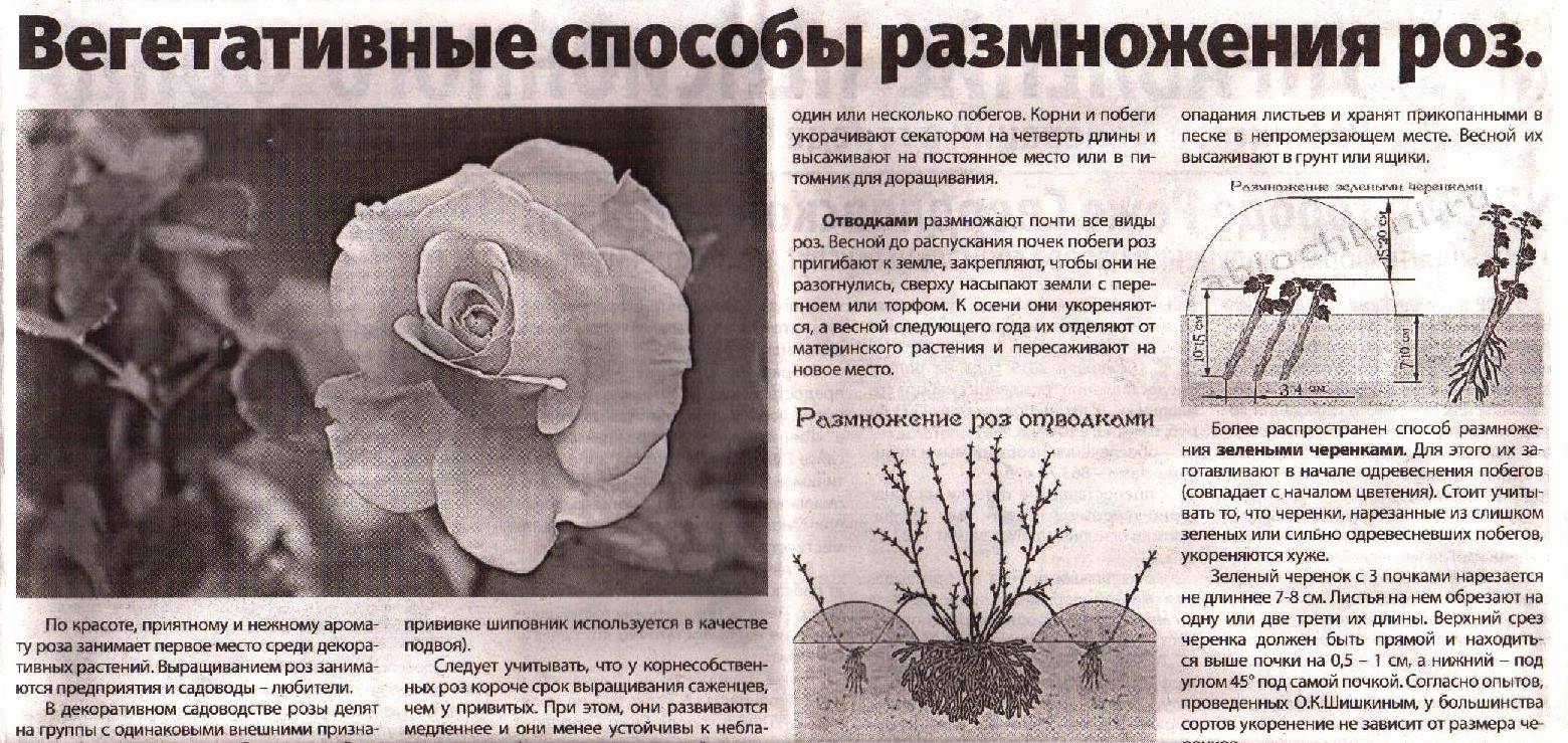 Как привить розу на шиповник: весной, осенью, пошаговая инструкция