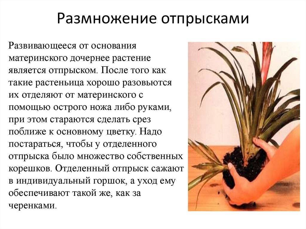 Комнатное растение аспидистра: уход, пересадка и размножение в домашних условиях, популярные виды с фотографиями