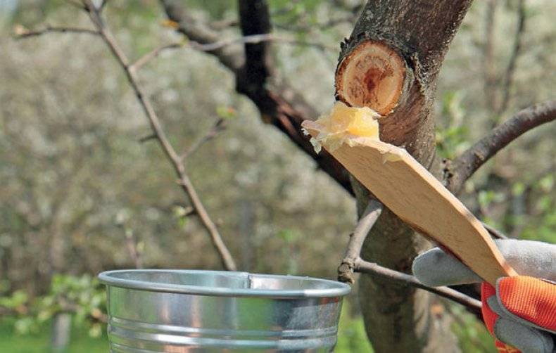 Обрабатываем спилы: чем замазать обрезанные ветки яблони без последствий