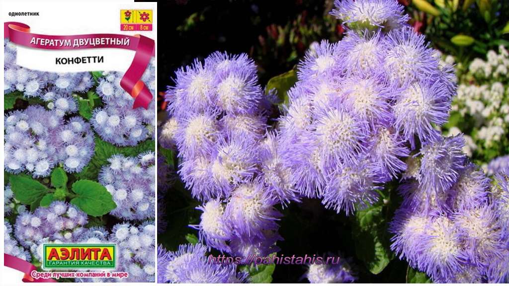 Цветок агератум: виды и фото, посадка и уход в открытом грунте