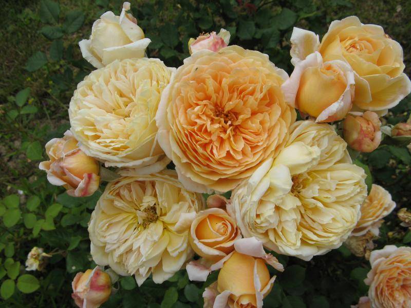 О розе принцесса маргарет (crown princess margareta): выращивание розы остина