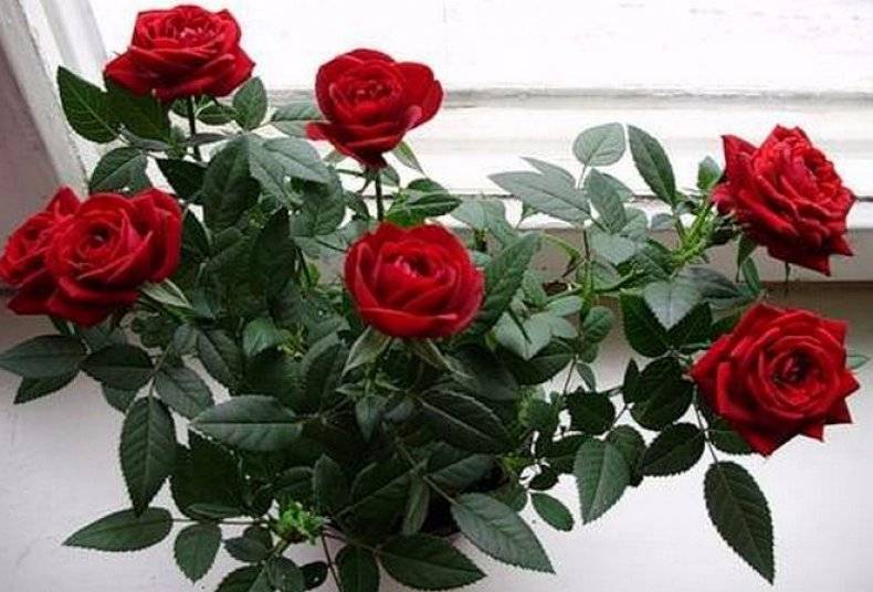 Какие розы лучше дарить девушке — какой цвет выбрать, значение цветовой гаммы и рекомендации