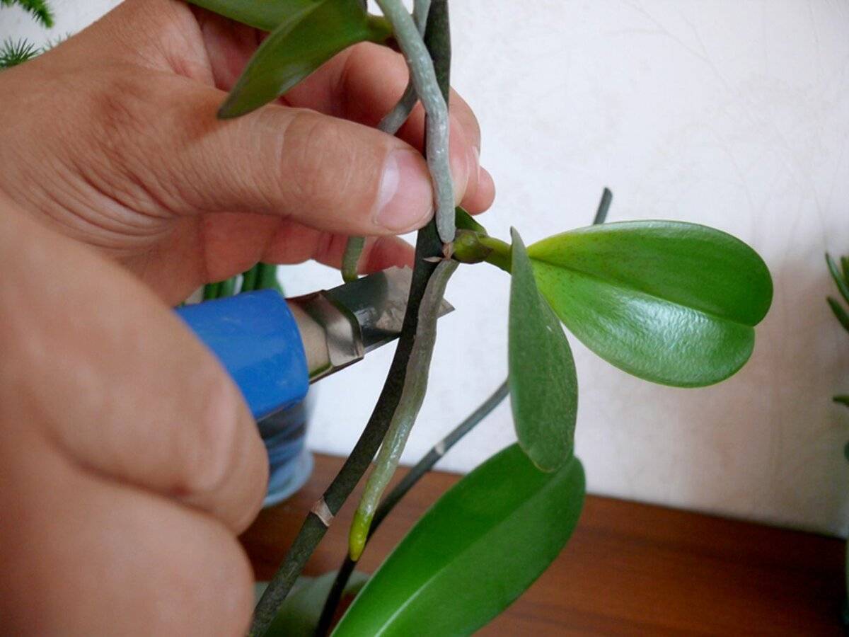 Способы размножения орхидей: черенками, делением, цветоносом, псевдобульбами | мир садоводства